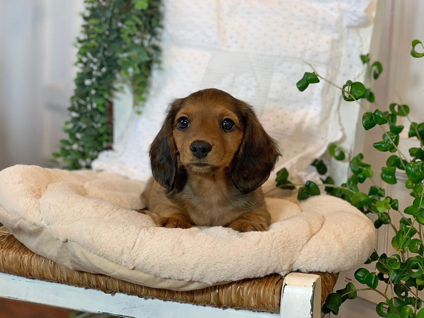 カニンヘン ダックスフンド カノア & ジムダンディの子犬 レッド 男の子（2）