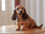 Kaninchen-Dachshund9602