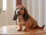 Kaninchen-Dachshund9604