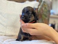 Kaninchen-Dachshund96 Kaninchen-Dachshund96