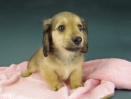Kaninchen-Dachshund963