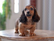 Kaninchen-Dachshund9635