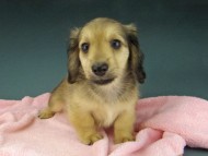 Kaninchen-Dachshund964