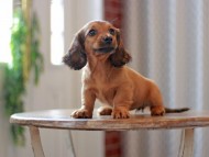 Kaninchen-Dachshund9642