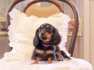 Kaninchen-Dachshund96