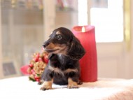 Kaninchen-Dachshund965