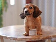 Kaninchen-Dachshund9655