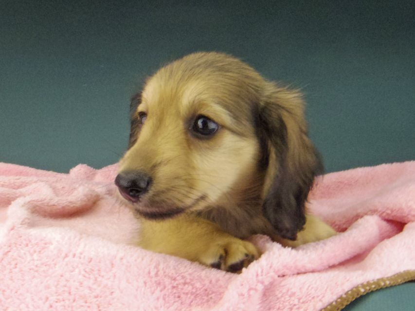 カニンヘン ダックスフンド ローリー & タケルの子犬 イエロー（クリーム） 女の子（2）