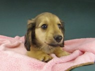 Kaninchen-Dachshund967