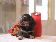 Kaninchen-Dachshund967