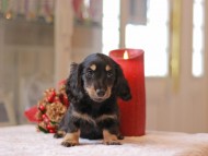 Kaninchen-Dachshund969