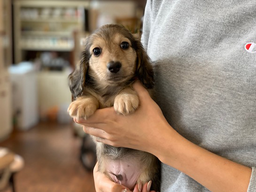 カニンヘン ダックスフンド リン & スカッシュの子犬 シェーデットイエロー(シェーデットクリーム) 男の子(1)Kaninchen-Dachshund9 カニンヘン ダックスフンド リン & スカッシュの子犬 シェーデットイエロー(シェーデットクリーム) 男の子(1)