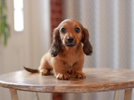 Kaninchen-Dachshund9711