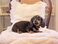 Kaninchen-Dachshund97 Kaninchen-Dachshund97