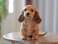 Kaninchen-Dachshund9727