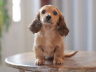 Kaninchen-Dachshund9728