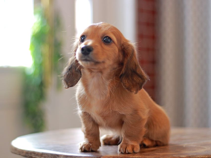 カニンヘン ダックスフンド ジャスミン&竹千代の子犬 レッド 女の子Kaninchen-Dachshund9734 カニンヘン ダックスフンド ジャスミン&竹千代の子犬 レッド 女の子