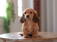 Kaninchen-Dachshund9743 Kaninchen-Dachshund9743