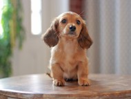 Kaninchen-Dachshund9756