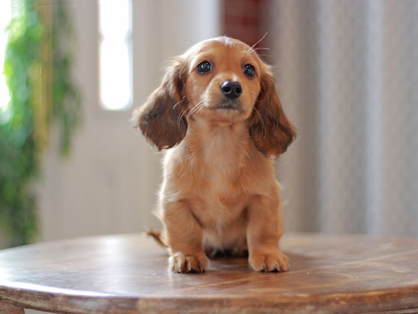 カニンヘン ダックスフンド ジャスミン&竹千代の子犬 レッド 女の子Kaninchen-Dachshund9756 カニンヘン ダックスフンド ジャスミン&竹千代の子犬 レッド 女の子