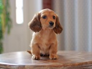 Kaninchen-Dachshund9757 Kaninchen-Dachshund9757