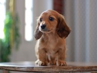 Kaninchen-Dachshund9780 Kaninchen-Dachshund9780