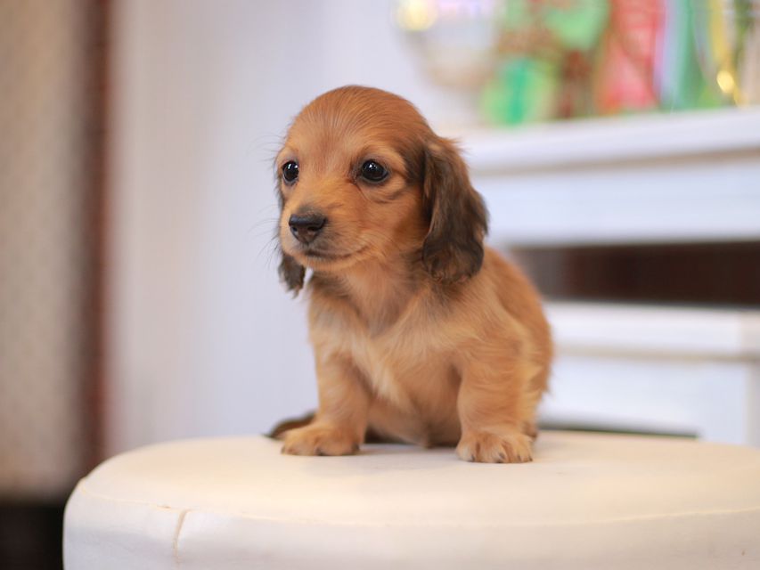 カニンヘン ダックスフンド ほたる&パッションの子犬 レッド 男の子