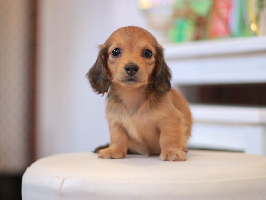 カニンヘン ダックスフンド ほたる&パッションの子犬 レッド 男の子
