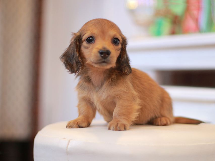 カニンヘン ダックスフンド ほたる&パッションの子犬 レッド 男の子