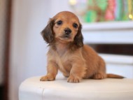 Kaninchen-Dachshund9807