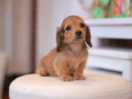 Kaninchen-Dachshund9815
