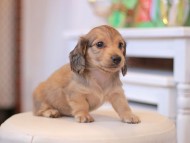 Kaninchen-Dachshund9822 Kaninchen-Dachshund9822