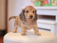 Kaninchen-Dachshund9833