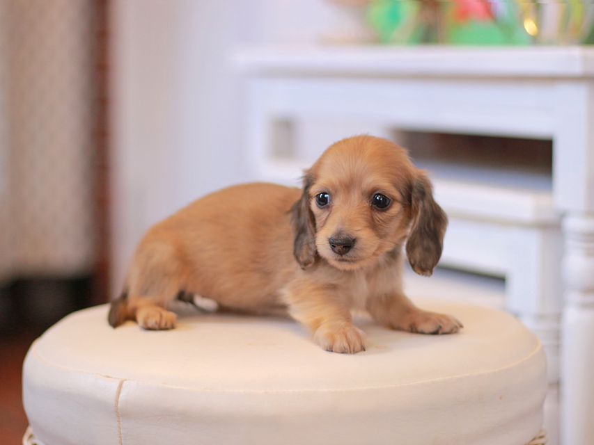 カニンヘン ダックスフンド ほたる&パッションの子犬 イエロー（クリーム） 女の子