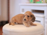 Kaninchen-Dachshund9861 Kaninchen-Dachshund9861
