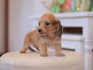 Kaninchen-Dachshund9866 Kaninchen-Dachshund9866