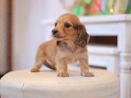 Kaninchen-Dachshund9869 Kaninchen-Dachshund9869