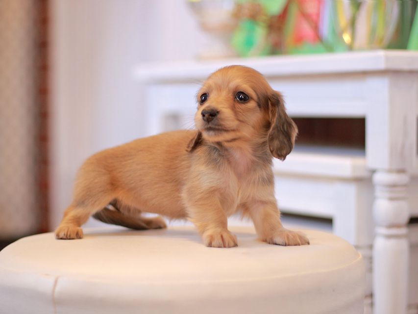 カニンヘン ダックスフンド ほたる&パッションの子犬 イエロー（クリーム） 女の子