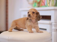 Kaninchen-Dachshund9877 Kaninchen-Dachshund9877