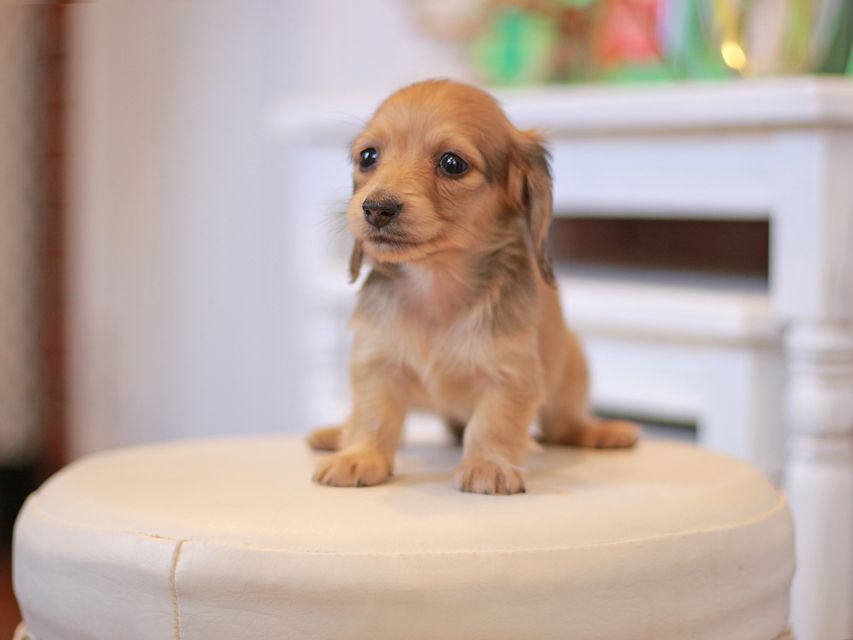 カニンヘン ダックスフンド ほたる&パッションの子犬 イエロー（クリーム） 女の子