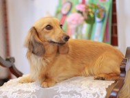Kaninchen-Dachshund9899 Kaninchen-Dachshund9899