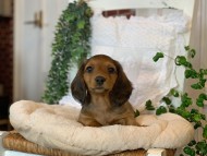 Kaninchen-Dachshund99