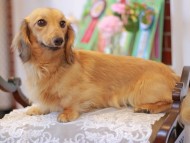 Kaninchen-Dachshund9900 Kaninchen-Dachshund9900