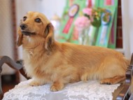 Kaninchen-Dachshund9905 Kaninchen-Dachshund9905