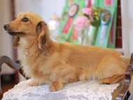 Kaninchen-Dachshund9906