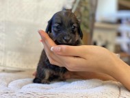 Kaninchen-Dachshund99 Kaninchen-Dachshund99