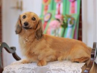 Kaninchen-Dachshund9911 Kaninchen-Dachshund9911