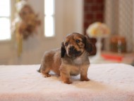 Kaninchen-Dachshund9929