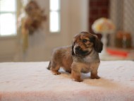 Kaninchen-Dachshund9931