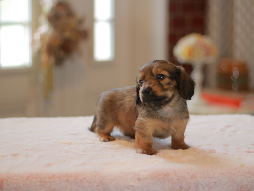 カニンヘン ダックスフンド ローリー&ブイの子犬 レッド 男の子(1)Kaninchen-Dachshund9931 カニンヘン ダックスフンド ローリー&ブイの子犬 レッド 男の子(1)